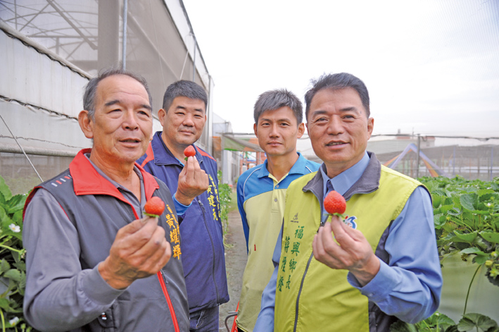 ▲福寶樂採果溫室觀光農場，草莓進入盛產。